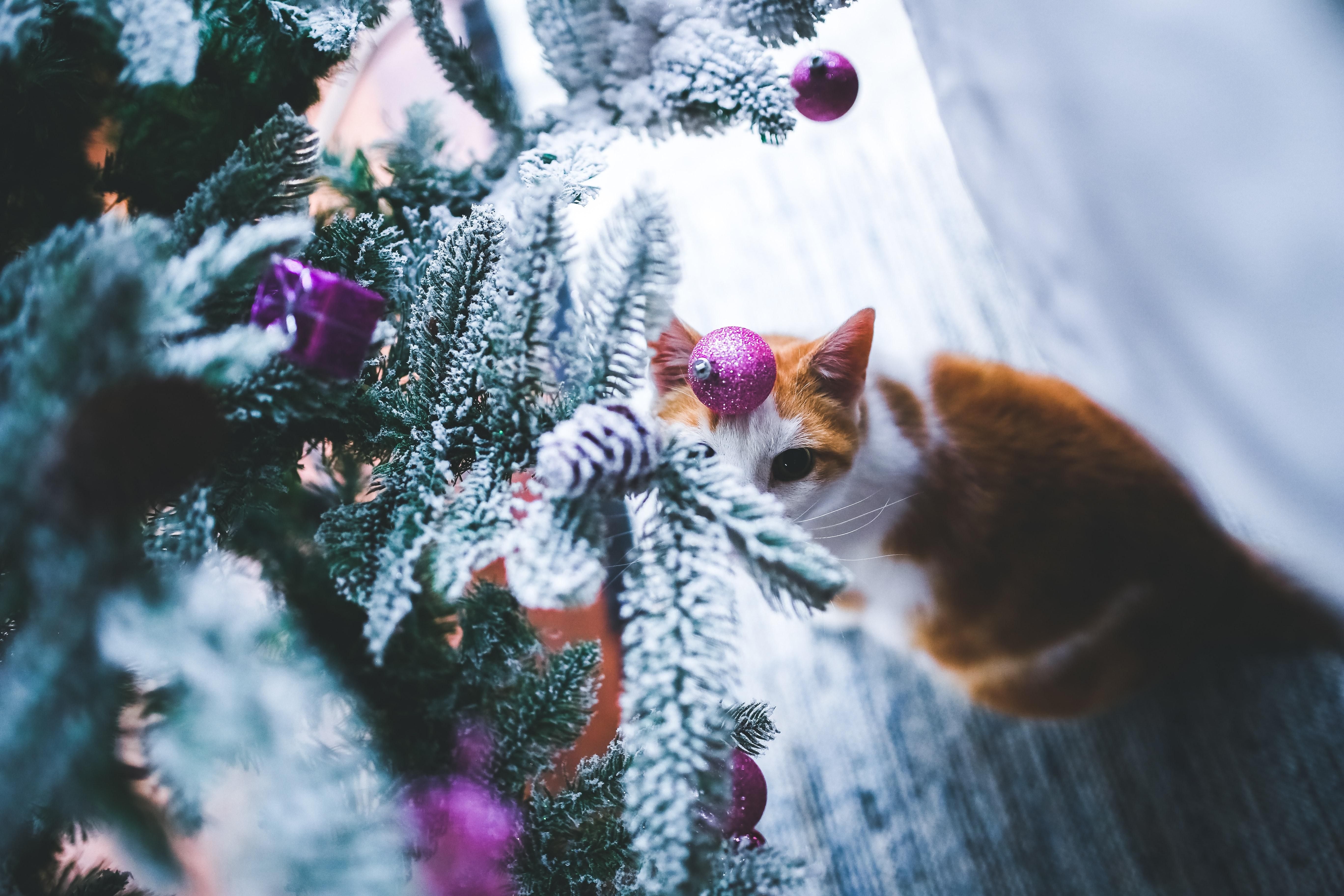 Новогодняя фотосессия с животными и для животных Новогодняя фотосессия с животными и для животных