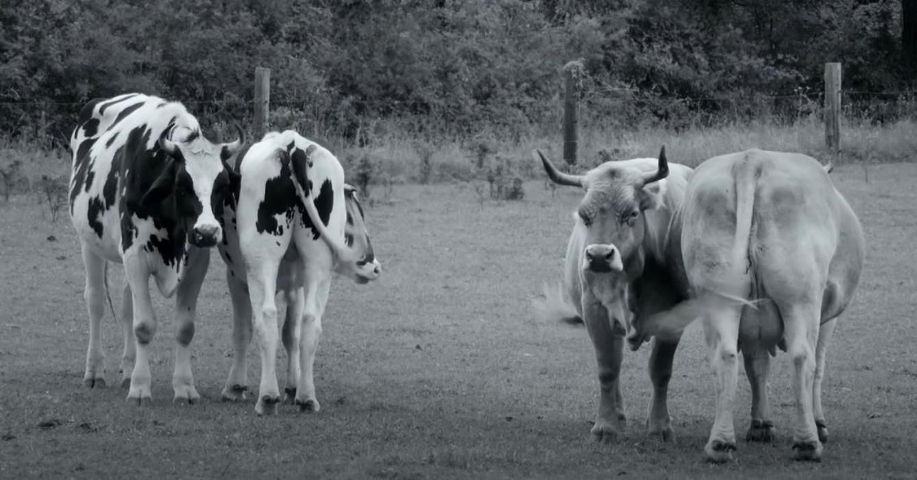 Гунда Gunda 2020: як живуть тварини на фермі