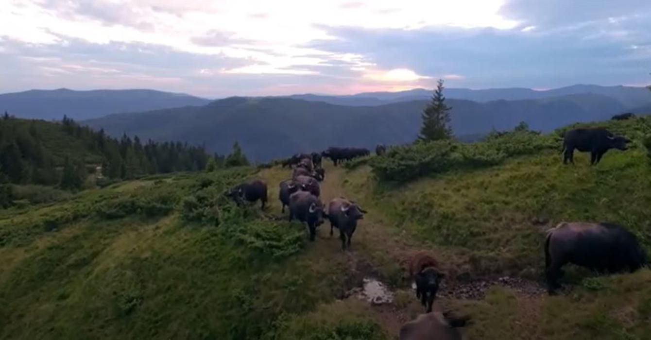 Фільм про рідкісні тварини Карпат "Май далеко – май добре" вийде в прокат у жовтні - Україна новини - Кіно Фільм про рідкісні тварини Карпат "Май далеко – май добре" вийде в прокат у жовтні - Україна новини - Кіно