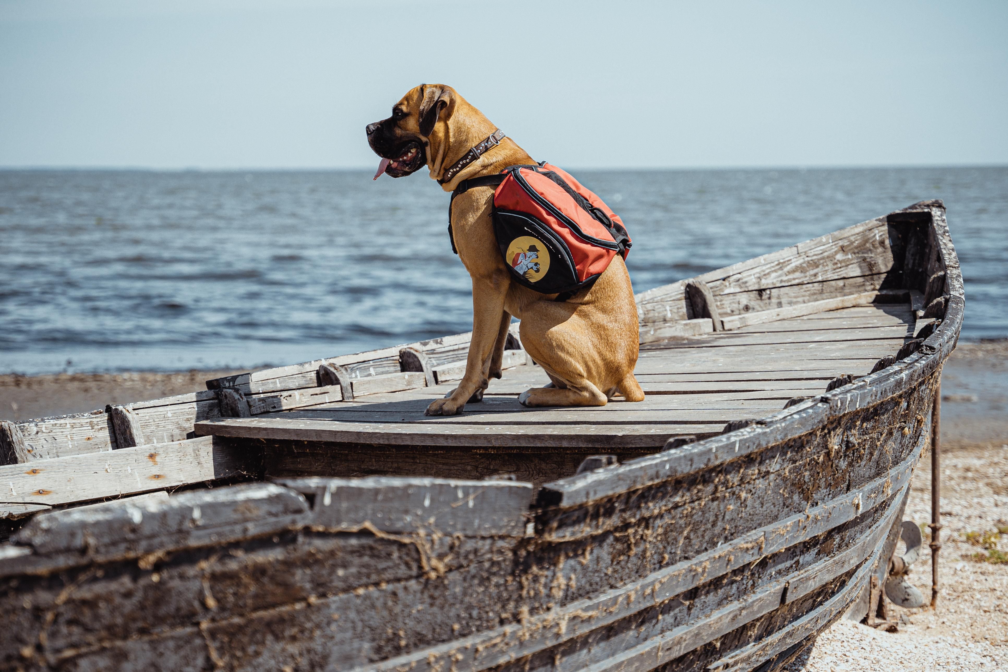 Рідкісні тварини дельти Дуная – у серії дитячих екопрограм "Червоні рюкзаки": трейлер - Україна новини - Кіно Рідкісні тварини дельти Дуная – у серії дитячих екопрограм "Червоні рюкзаки": трейлер - Україна новини - Кіно