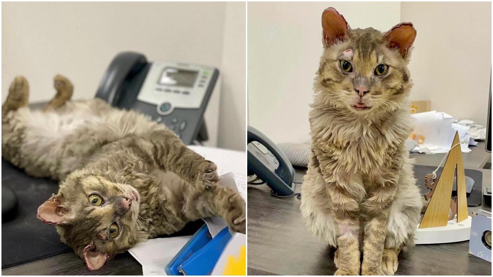 "Шансов было очень мало": Сумская рассказала о состоянии здоровья обожженного котика из Бучи - Кино "Шансов было очень мало": Сумская рассказала о состоянии здоровья обожженного котика из Бучи - Кино