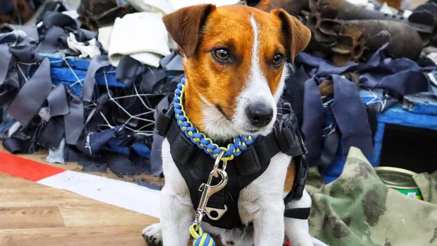 "Став кінозіркою" песику-саперу Патрону присудили премію на Каннському кінофестивалі - Кіно "Став кінозіркою" песику-саперу Патрону присудили премію на Каннському кінофестивалі - Кіно