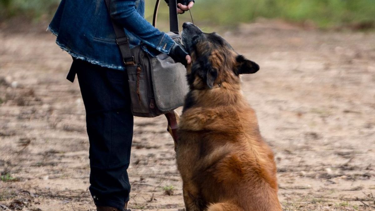 Пес Деріла Пес Деріла