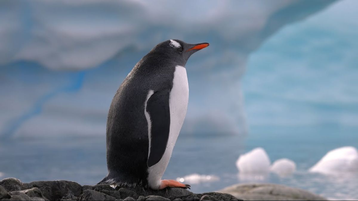 Фільм "Антарктида" Фільм "Антарктида"