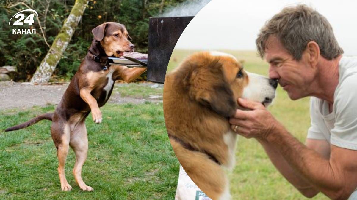 Фильмы о животных Фильмы о животных